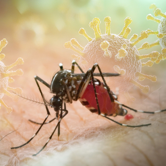 Opasan virus širi se Evropom, a za njega nema leka ni vakcine: Evo gde je najviše zaraženih