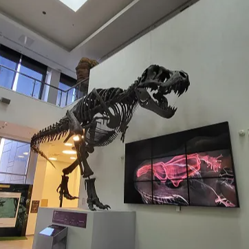 Ovo je najneobičniji "prespavanjac" u Srbiji: U Svilajncu se noćas spava sa dinosaursima
