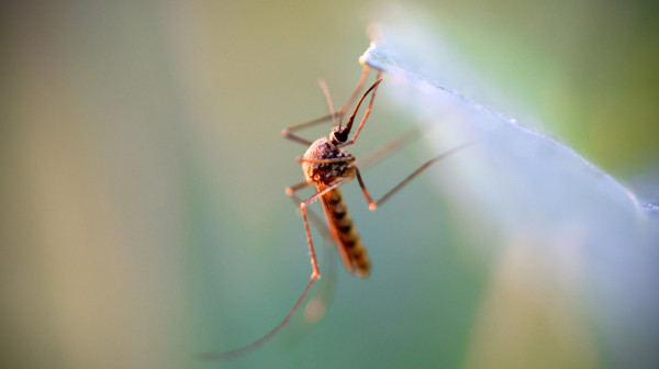 Virus Zapadnog Nila se širi Srbijom: Kod skoro svih obolelih razvio se težak oblik, ovo su simptomi za uzbunu