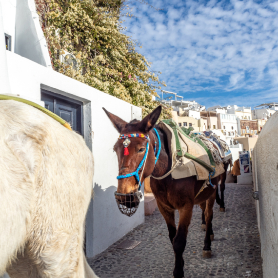 Pokušale da spasu magarce od turista, pa doživele brutalan napad na Santoriniju VIDEO