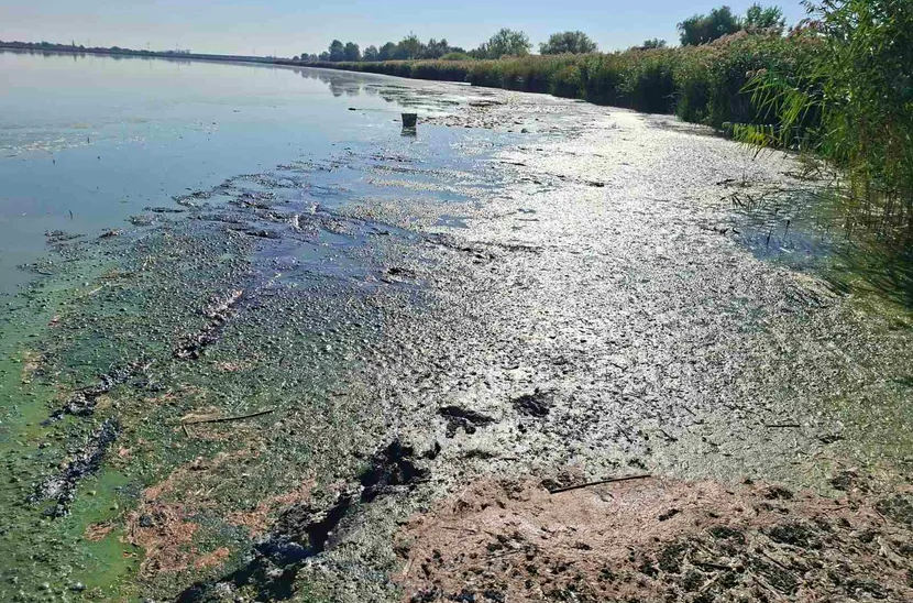 Tužne slike: Jezero zbog suše ostalo bez dotoka vode, živi svet se guši FOTO