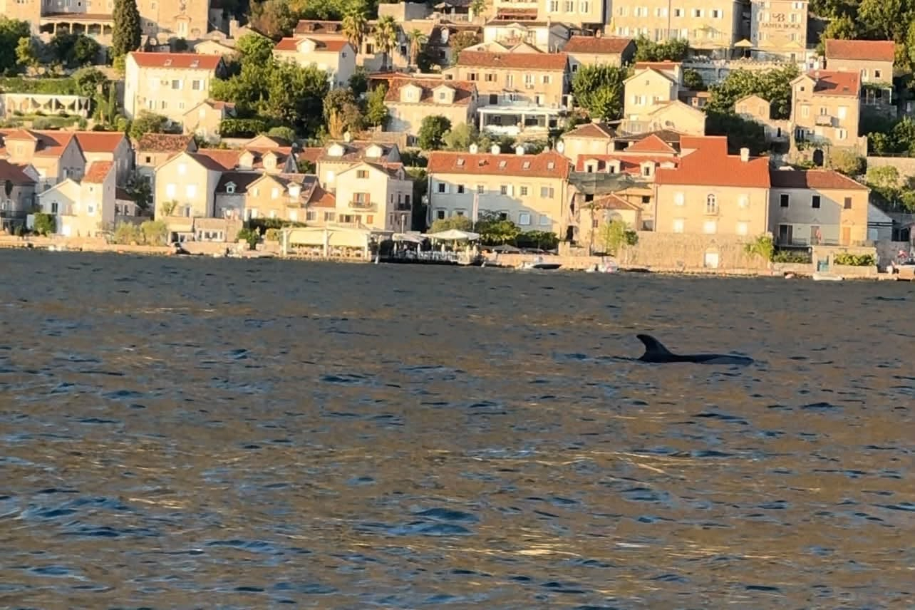 Pojavili se na sekund i oduševili sve: Nestvarni prizori u Boki Kotorskoj FOTO