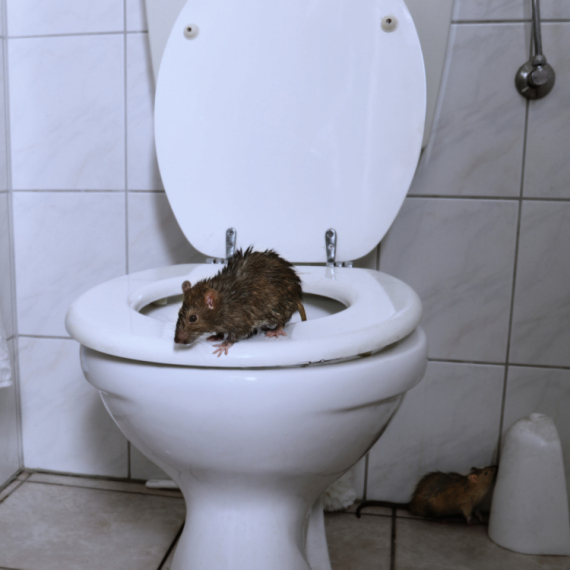 Scena iz horor filma: Htela da sedne na wc šolju, a onda je životinja isplivala iz vode FOTO