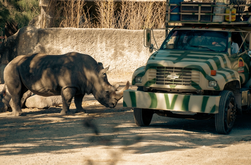Crni nosorog napao automobil turista usred safarija: Rogom probio vozilo VIDEO