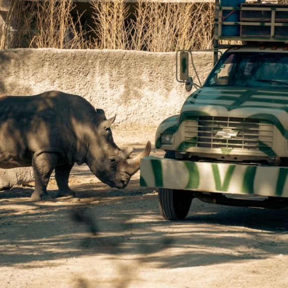 Crni nosorog napao automobil turista usred safarija: Rogom probio vozilo VIDEO