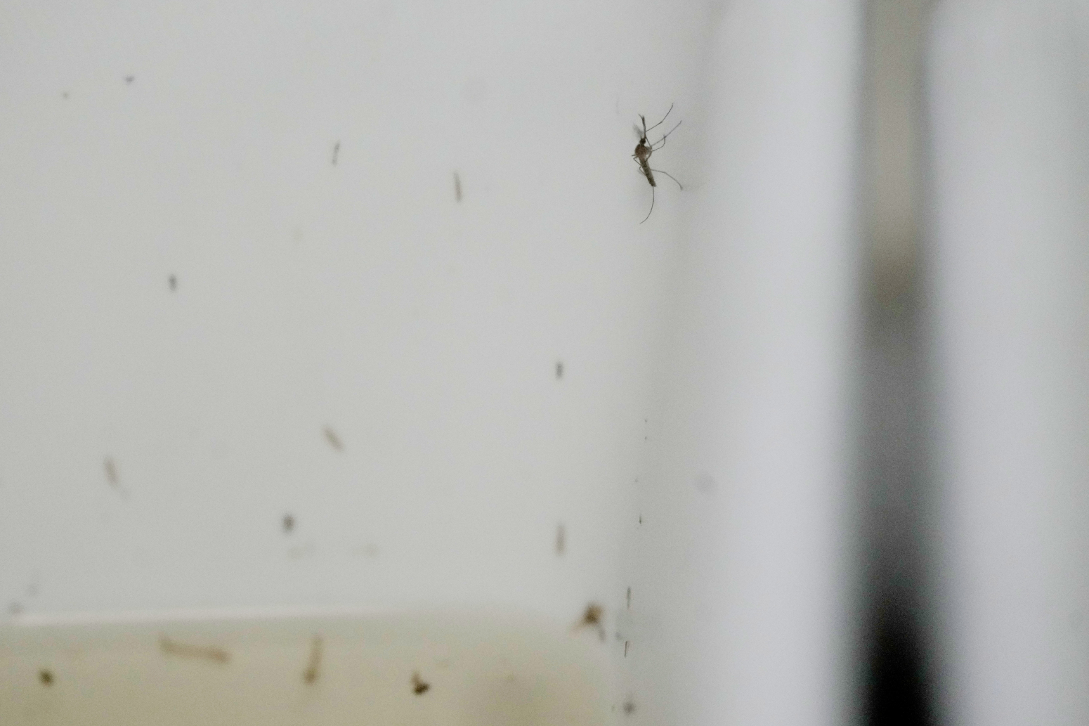 Neobičan eksperiment: Pustili 30.000 komaraca među ljude