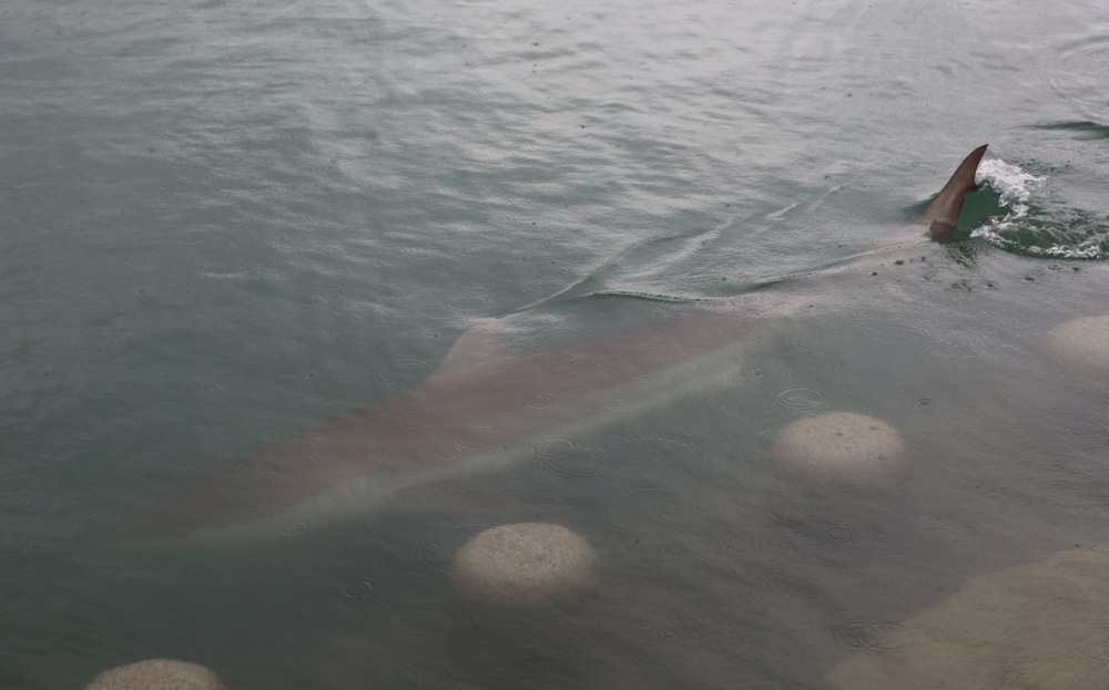 Ajkula kakvu svet nije video: Više od 560.000 ljudi pohrlilo da vidi grdosiju od 3,5 metara FOTO