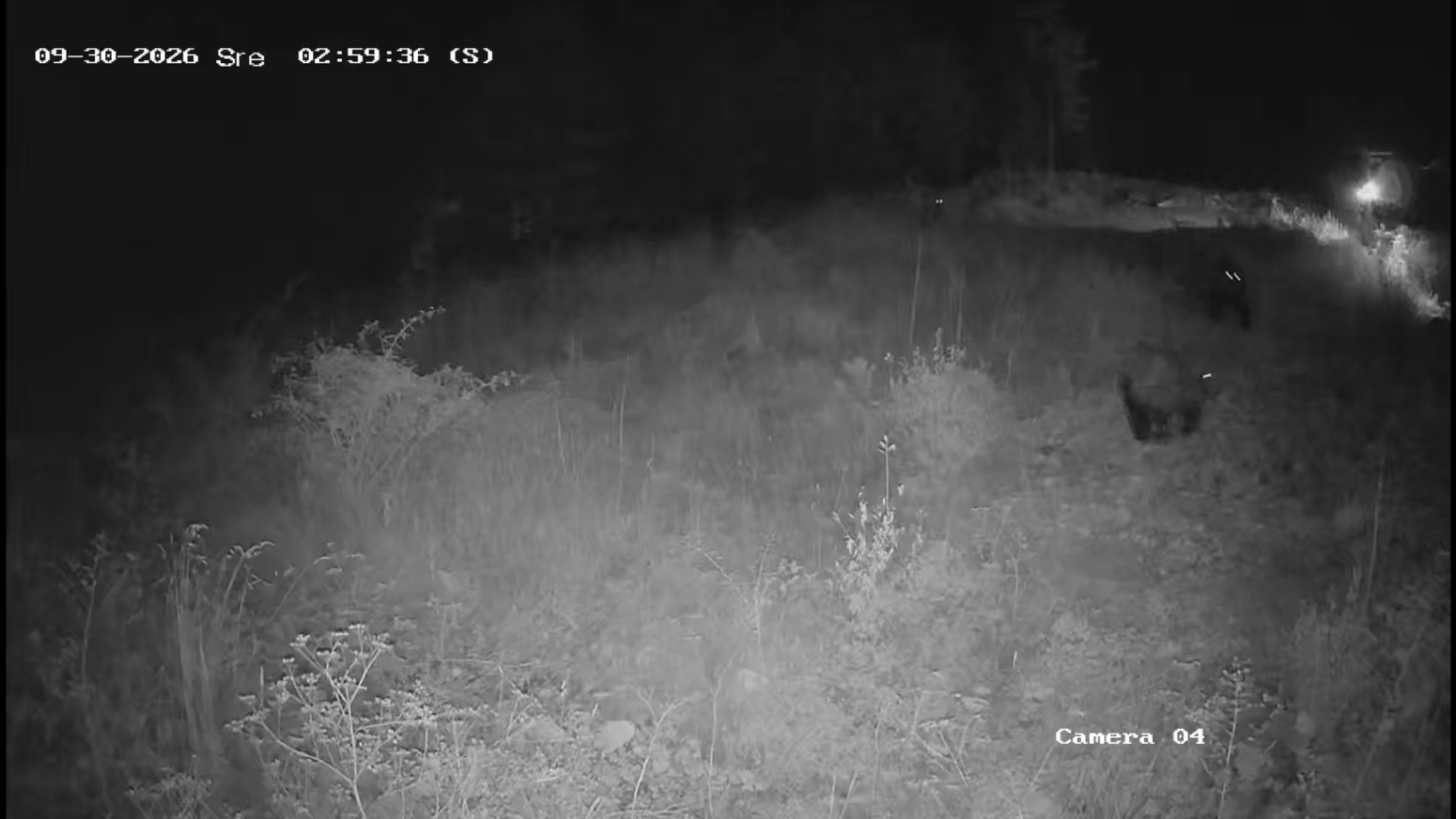 Neverovatni prizori na srpskoj planini: Divlje zveri zajedno na večeri FOTO/VIDEO