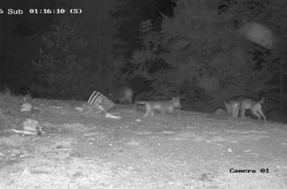 Neverovatni prizori na srpskoj planini: Divlje zveri zajedno na večeri FOTO/VIDEO