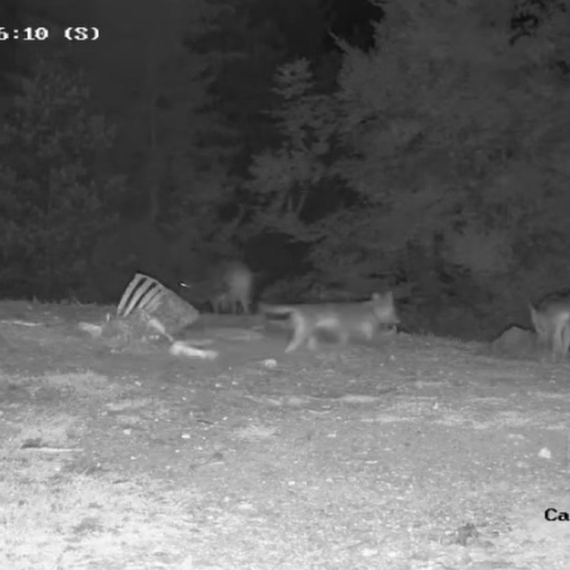 Neverovatni prizori na srpskoj planini: Divlje zveri zajedno "na večeri" FOTO/VIDEO