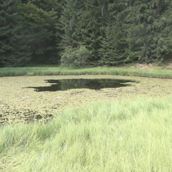 jedno od najneobičnijih jezera u Srbiji: Skriveno je u četinarskoj šumi na jednoj od najlepših planina FOTO