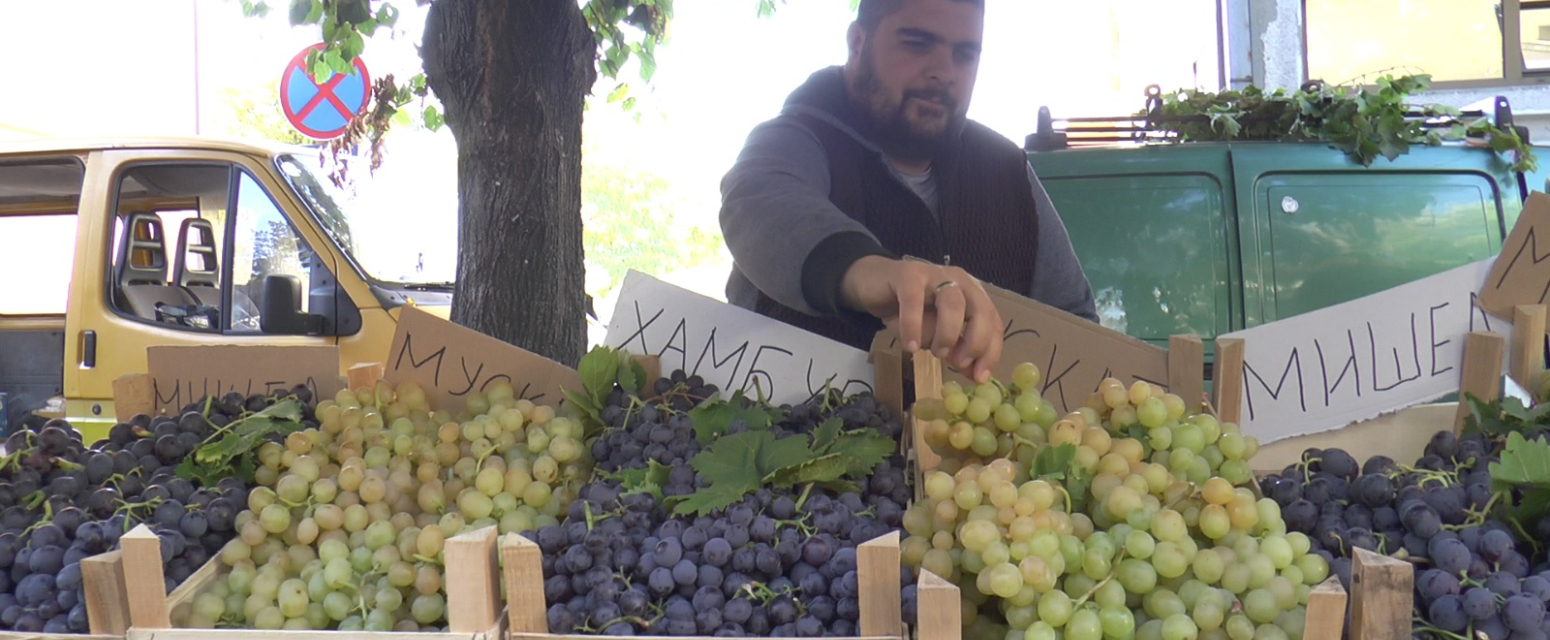 Srpska Toskana će biti prestonica grožđa i vina: Sve spremno za još jednu Oplenačku berbu