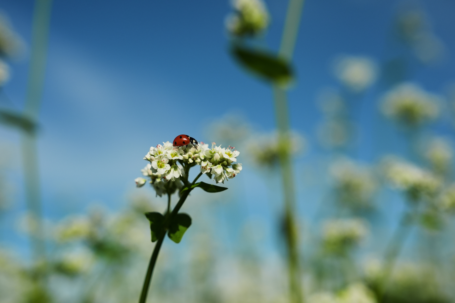 Ni pčele se ne vole baš sa svima: Naučnici otkrili kako teraju druge insekte sa cveća