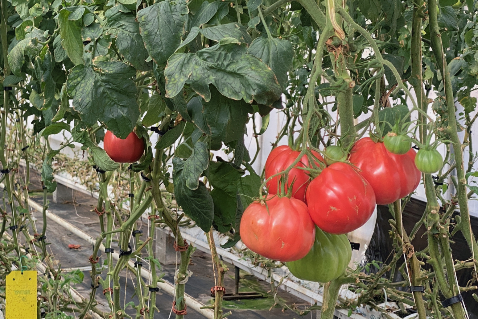 Voće i povrće bez ostataka pesticida: Obišli smo polja domaćeg proizvođača premium proizvoda