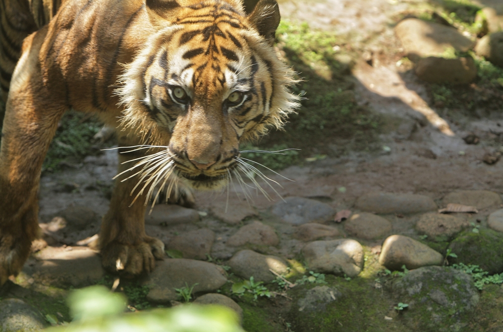 Tigar nasmrt izujedao čoveka; Usledila hitna odluka zoološkog vrta: Evo šta će biti sa životinjom