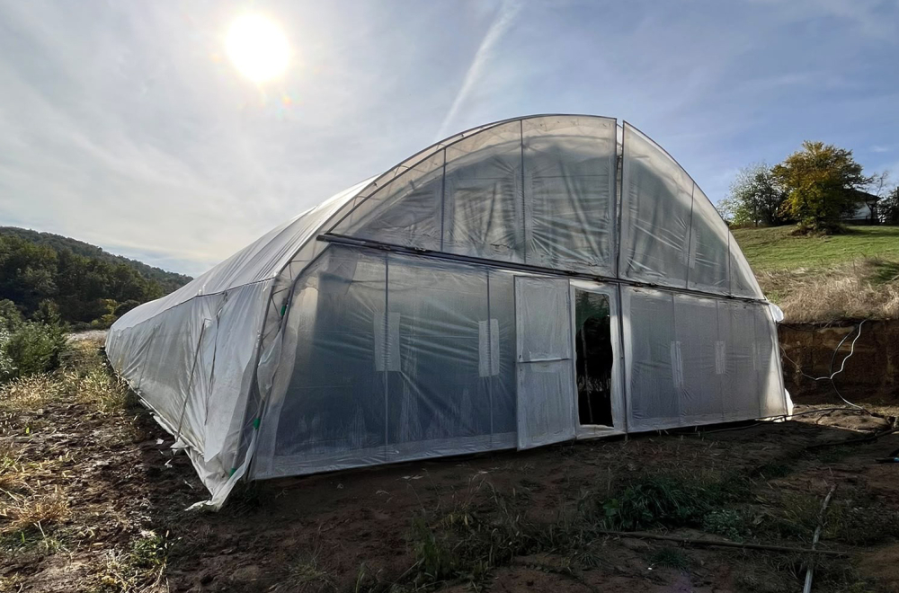Marihuana u plastenicima: Otkrivena plantaža u Gornjem Milanovcu FOTO