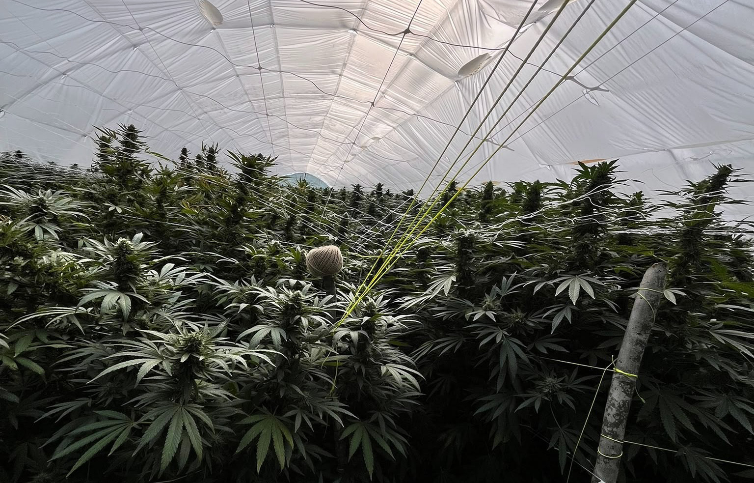 Marihuana u plastenicima: Otkrivena plantaža u Gornjem Milanovcu FOTO
