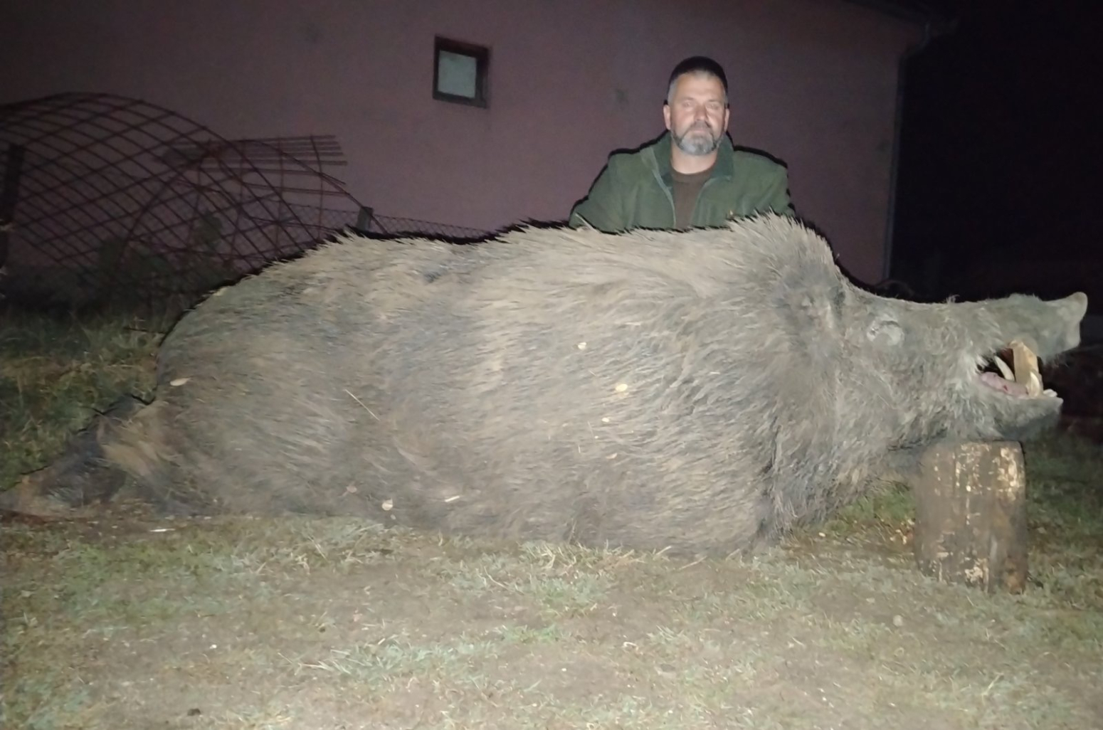 Grdosija od skoro 300 kilograma: Kod Jagodine ulovljen jedan od najvećih veprova u Srbiji FOTO