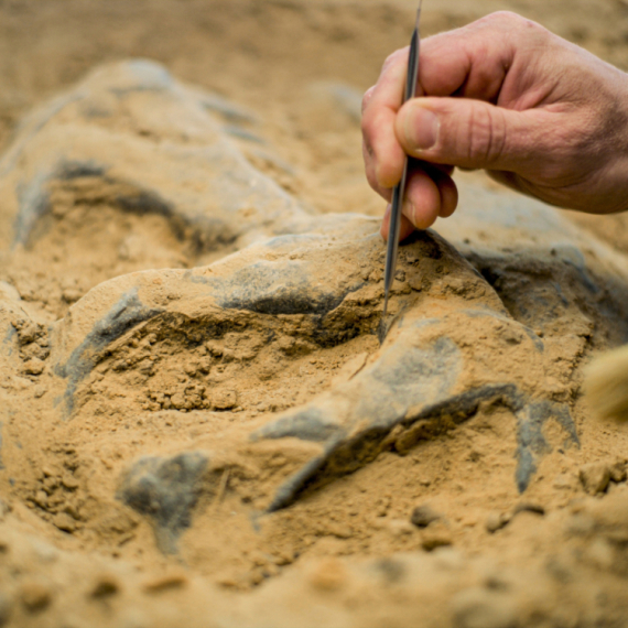 Zaboravljen fosil zapanjio naučnike: Otkrili novu vrstu dinosaurusa sa ogromnim kandžama