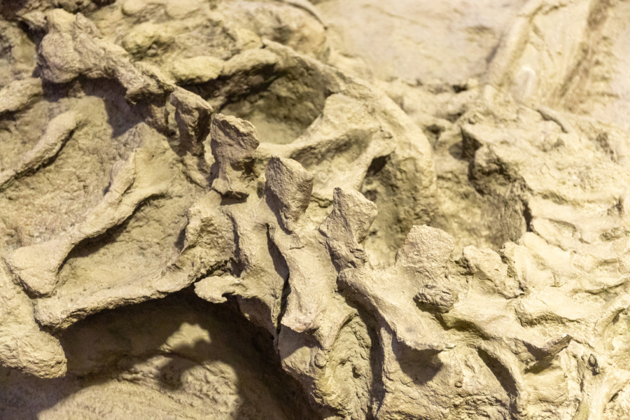 Zaboravljen fosil zapanjio naučnike: Otkrili novu vrstu dinosaurusa sa ogromnim kandžama