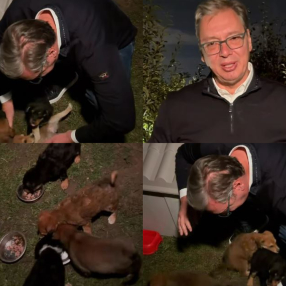 Vučić udomio pse, građani izabrali imena; "Svako živo biće zaslužuje brigu, pažnju i ljubav" VIDEO