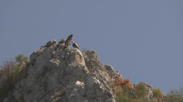 Rajka stigla do Izraela, Nera do Egipta: Srpski beloglavi supovi ove jeseni razleteli se širom sveta