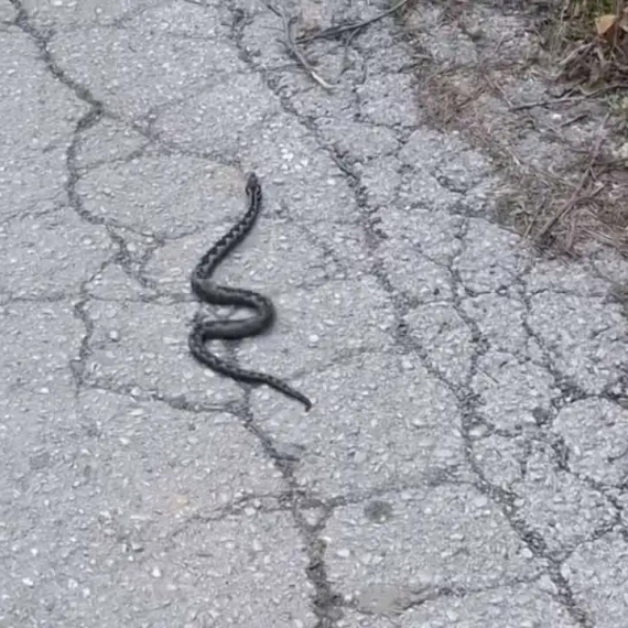 Zmija prestravila kupce na parkingu kod Lidla u Čačku: "Odmah sam pomislila da je poskok"
