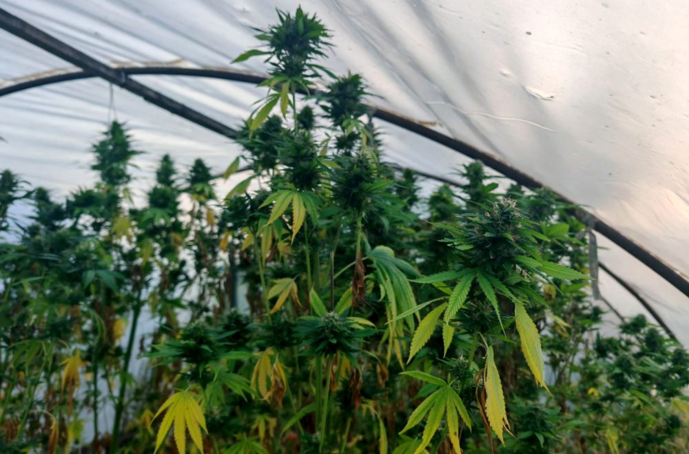 Razrađena plastenička proizvodnja: U Kraljevu zaplenjeno 40 kilograma kanabisa FOTO