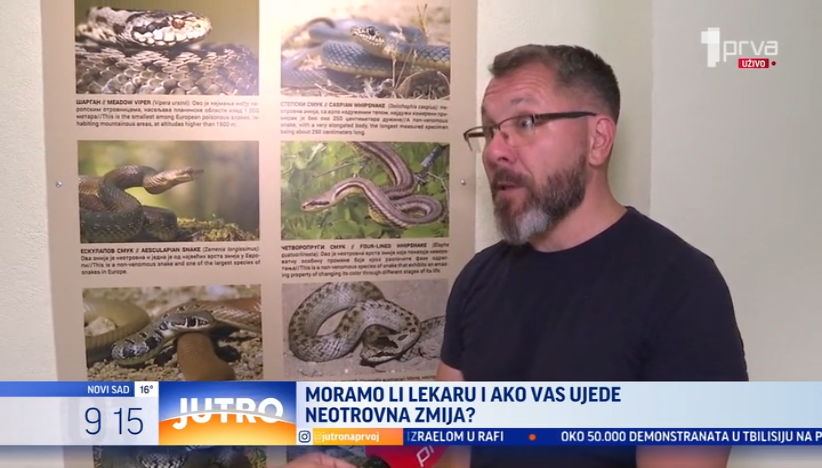 Leglo zmija u Beogradu: Šta ako nas ujedu?
