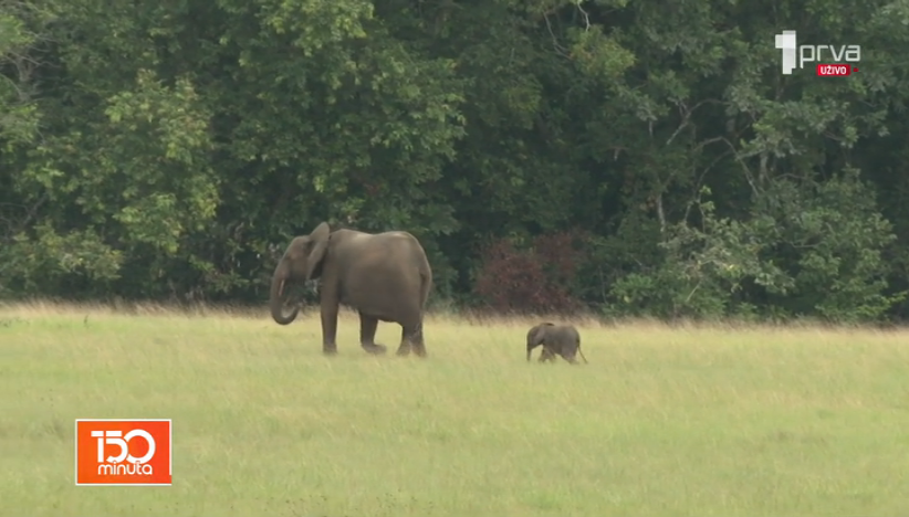 Safari u Gabonu: Netaknuta oaza za slonove