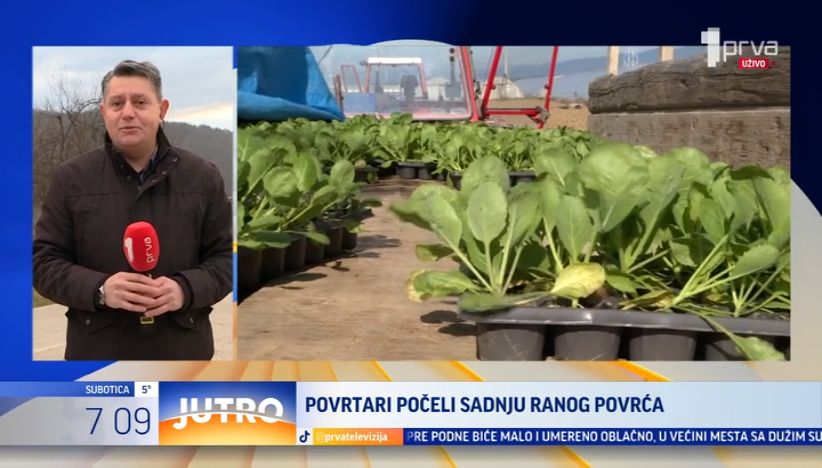 Nema odmora za leskovačke povrtare