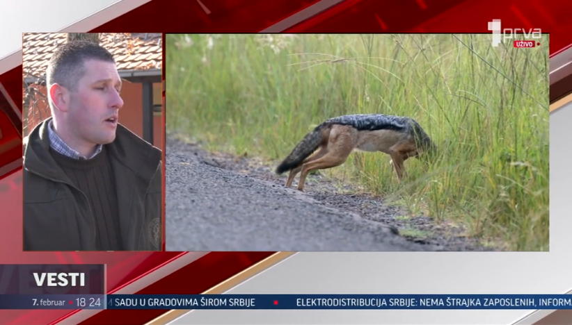 Šakali u Kragujevcu