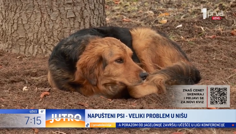 Napušteni psi – veliki problem u Nišu