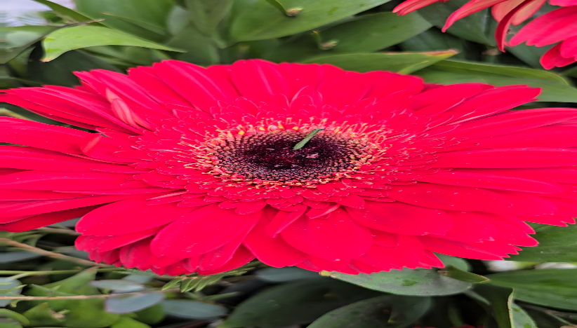 Govor cveća: Margareta - simbol čistote i nevinosti