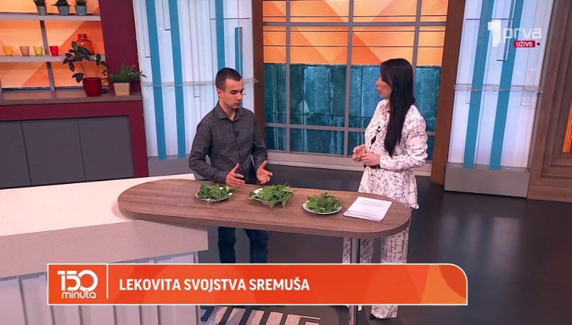 Za šta je sve dobar sremuš?