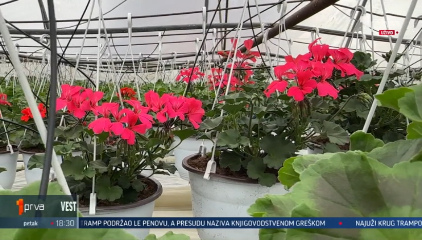 Leskovčanin se nije pokajao: Dok su neki gajili paprike, on je gajio cveće