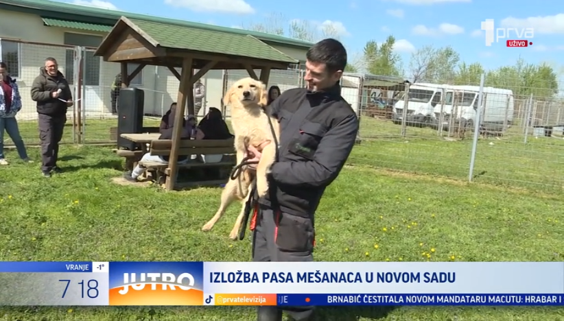 Čak 107 prijava: Jubilarna 10. izložba pasa mešanaca u Novom Sadu