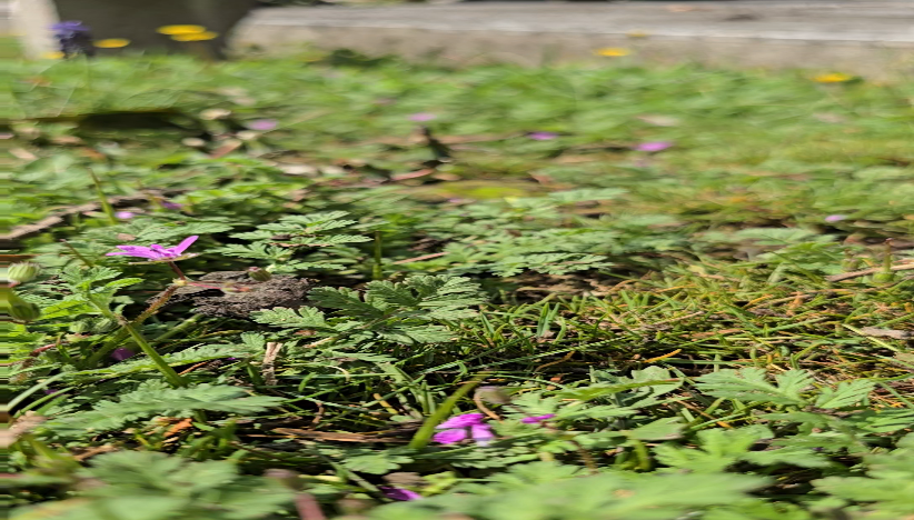 Sećanje na kapetana Miloša Žunjića