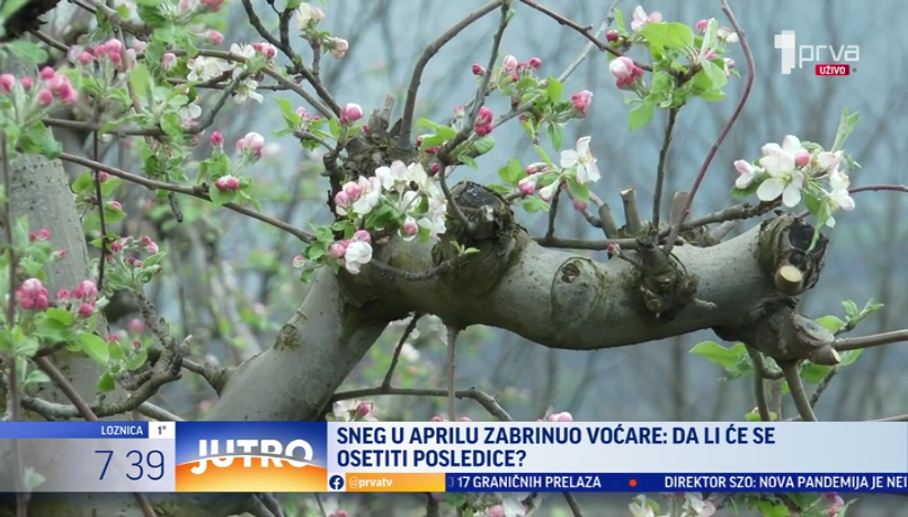 Čačanski voćari u problemu: Šteta je ogromna