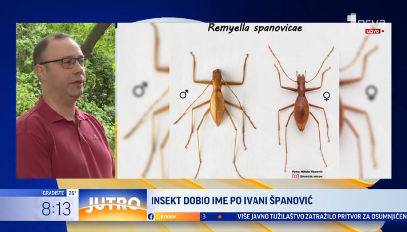 Insekt dobio ime po Ivani Španović