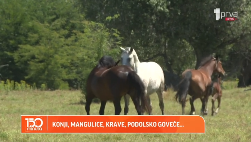 Dunavski safari je raj za životinje