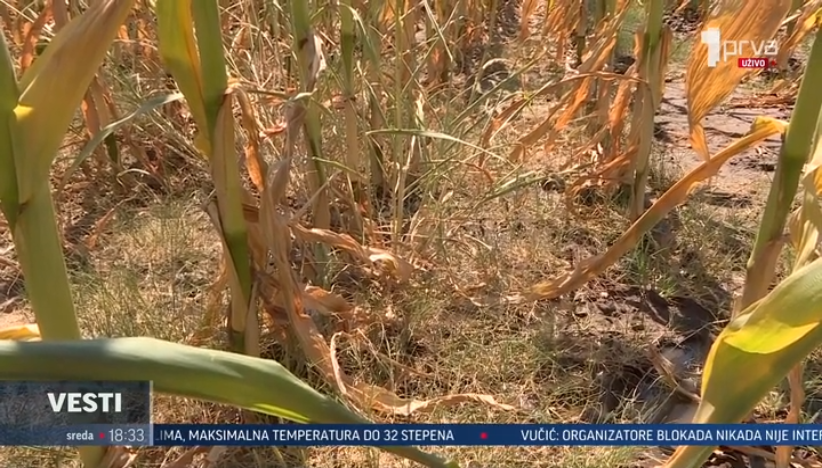 Suša potpuno uništila zasade kukuruza u Leskovcu