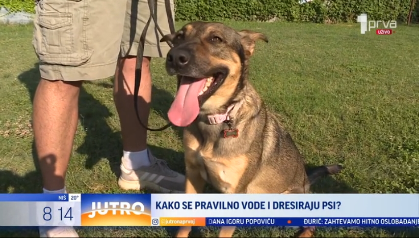 Kako se pravilno dresiraju psi?