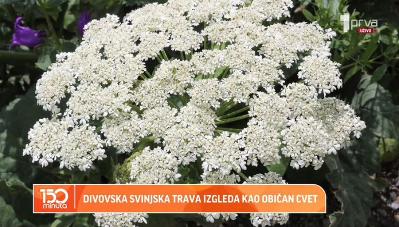 Sosnov-skijev svinjski koren u Srbiji