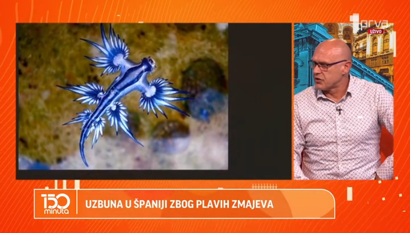 Zbog čega su „plavi zmajevi“ toliko opasni?