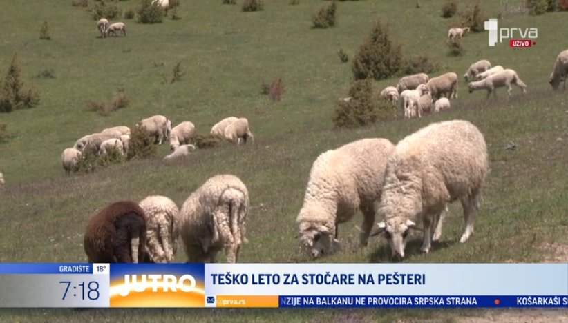 Teško leto za stočare na Pešteri