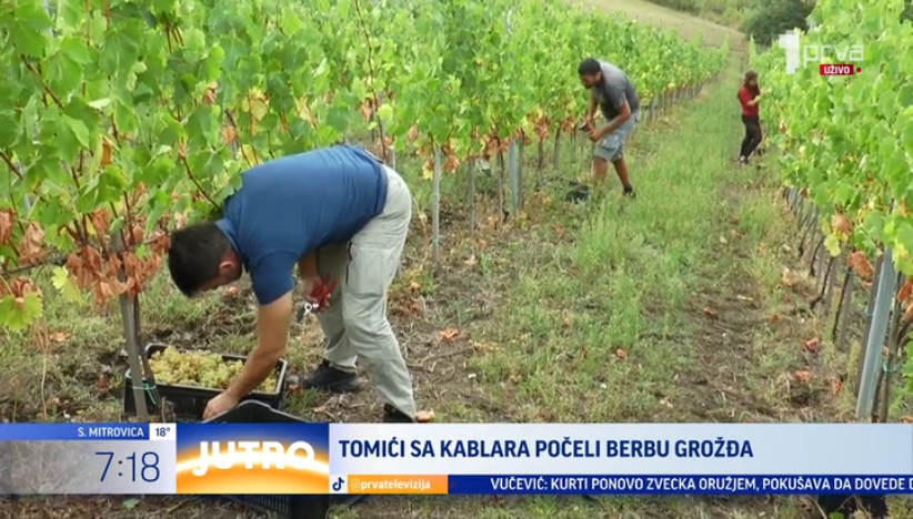 Nikad bolja godina od ove: Tomići sa Kablara obnovili tradiciju i vinograde