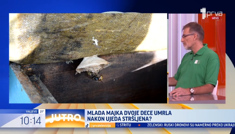 Šta uraditi kada vas ubode stršljen?