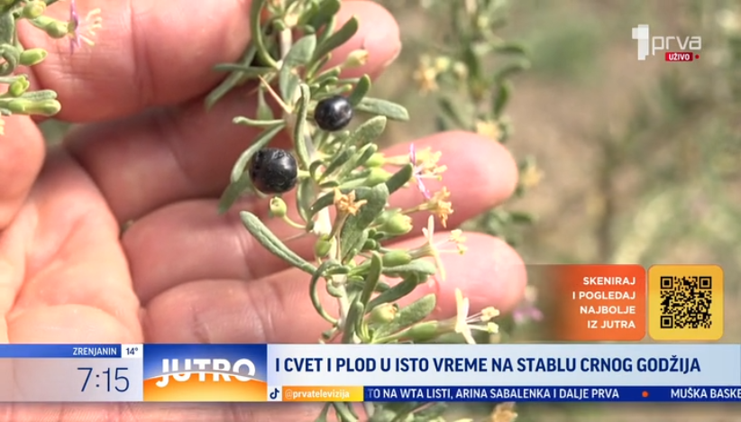 I cvet i plod u isto vreme na stablu crnog godžija