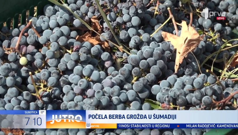 Počela berba grožđa u Šumadiji